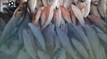 انخفاض سعر البلطي إلى 55 جنيهاً في كفر الشيخ مساء الإثنين 17 نوفمبر